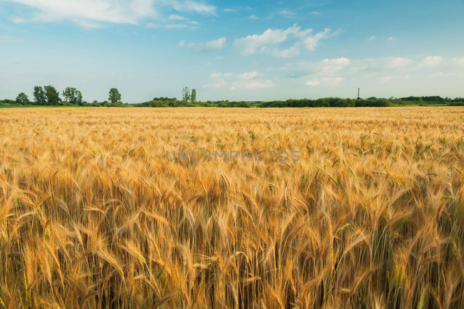 A golden field of barley and blue sky, rural landscape