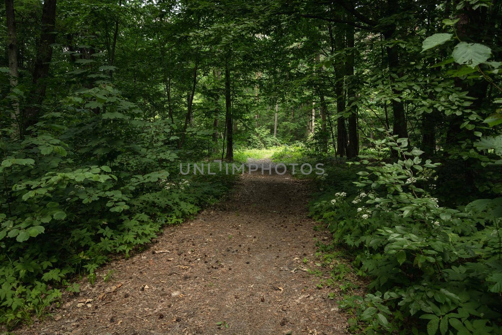 Entrance to the dark green leafy forest, summer view