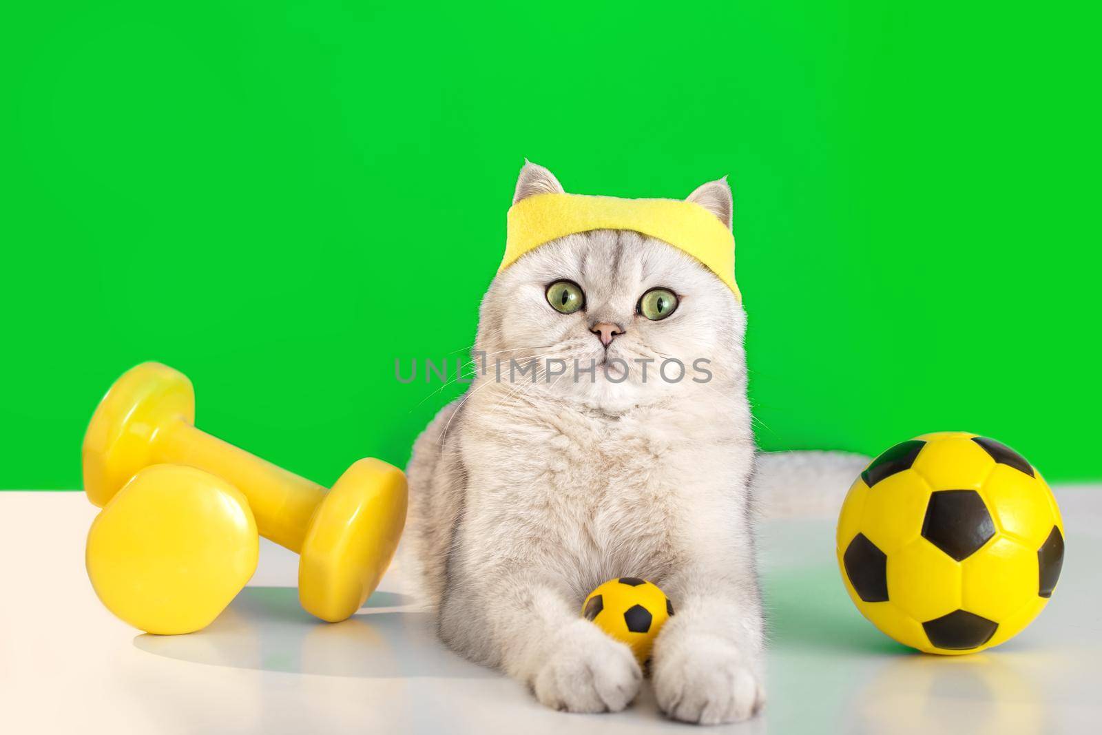 Funny white cat in a yellow sports headband, lying with a small soccer ball, two yellow dumbbells next to it, a green background behind. The cat is a football player. Copy space