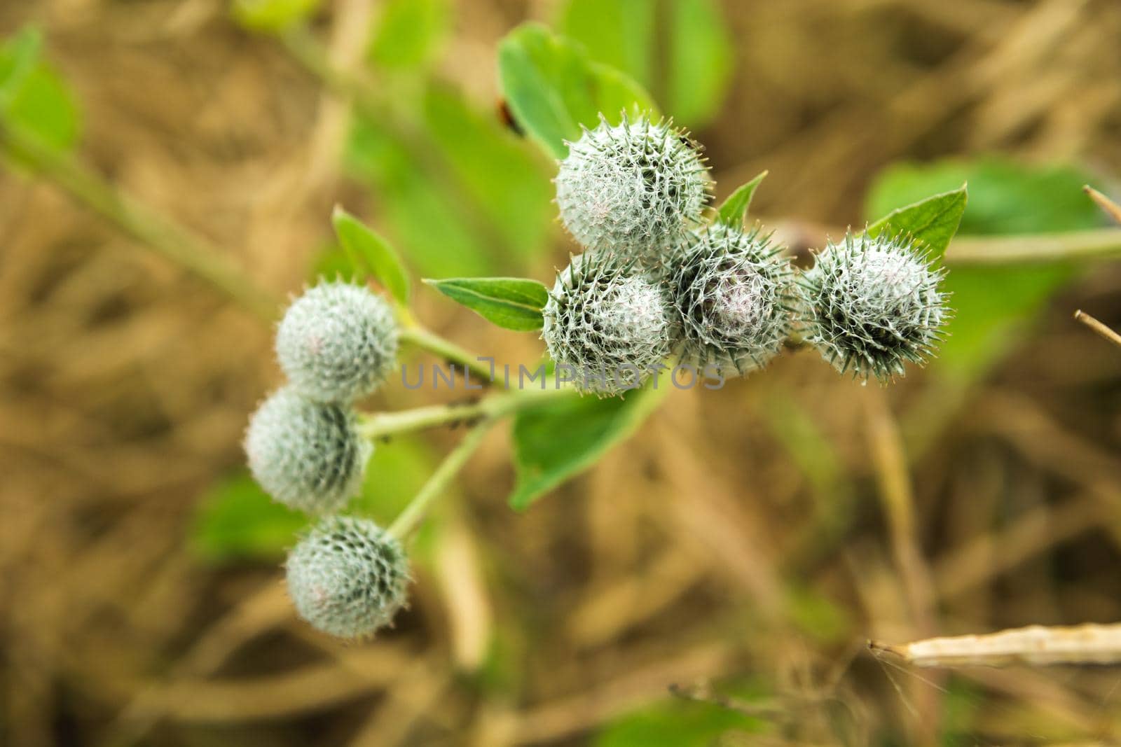 Prickly greater burdock plant on close up, summer view