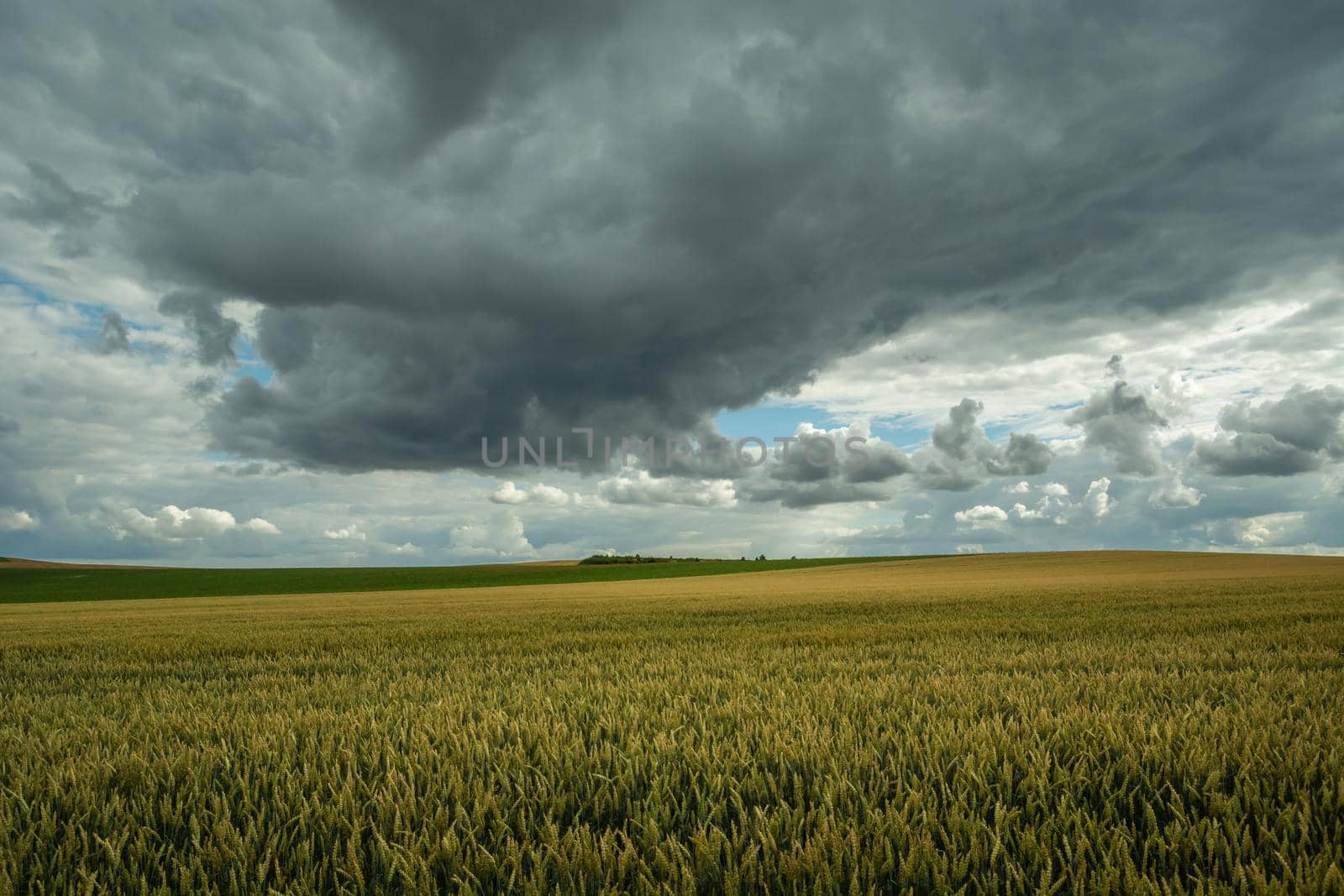 Huge wheat field and storm clouds in the sky, summer rural view