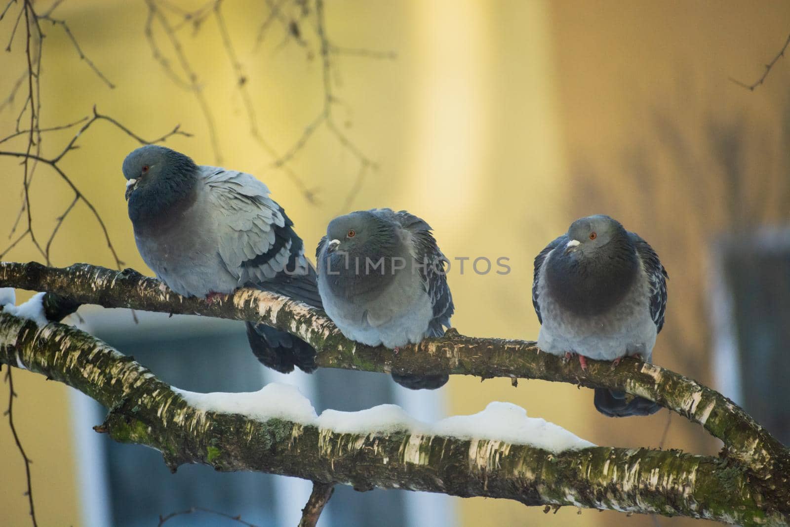 Urban pigeons sitting on a tree branch, winter view