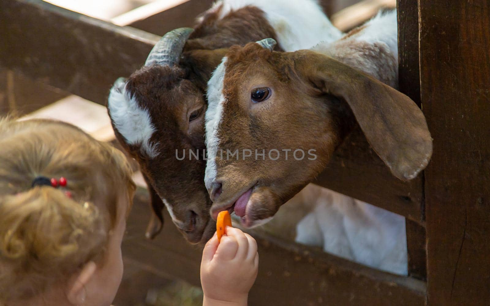 A child feeds a goat on a farm. Selective focus. Kid.