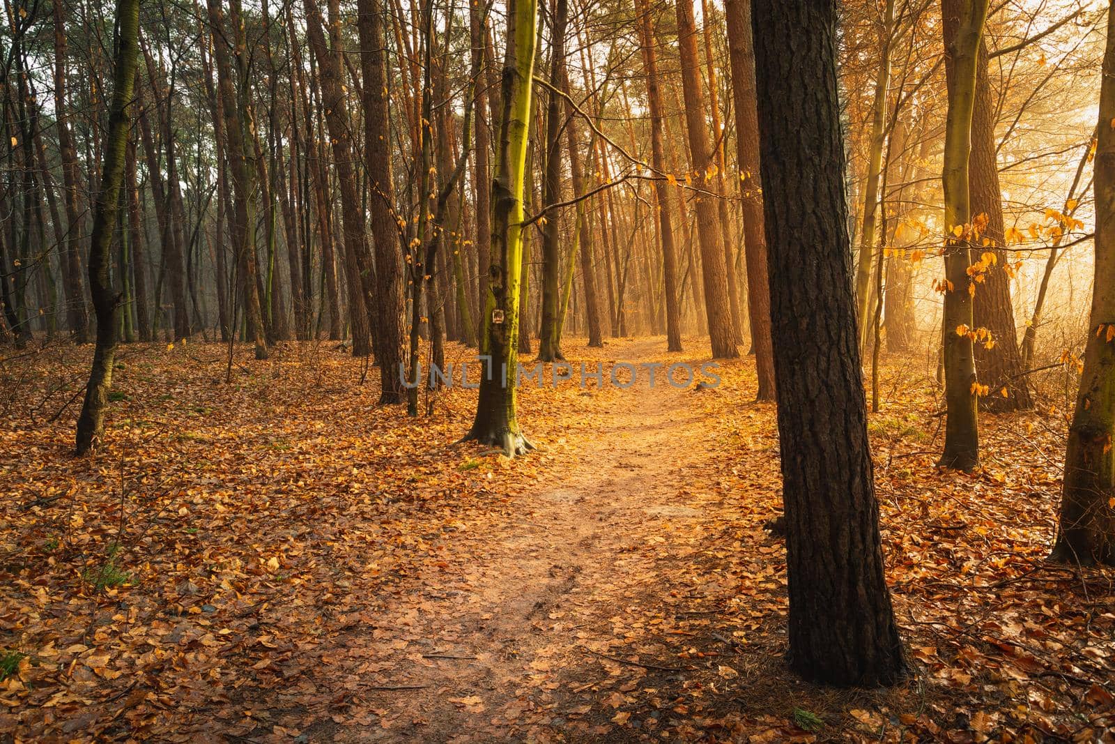 A path through the beauty autumn forest and sunlight