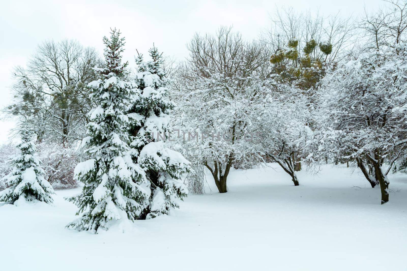 Trees in the park covered with snow, winter view