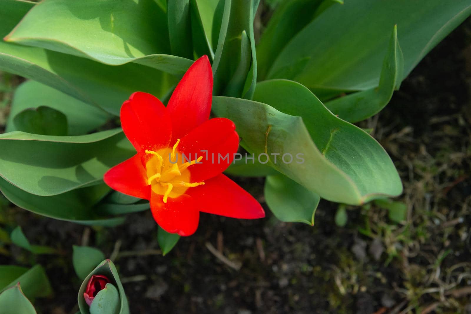 Red tulip with open petals, top view of the flower, garden bloom