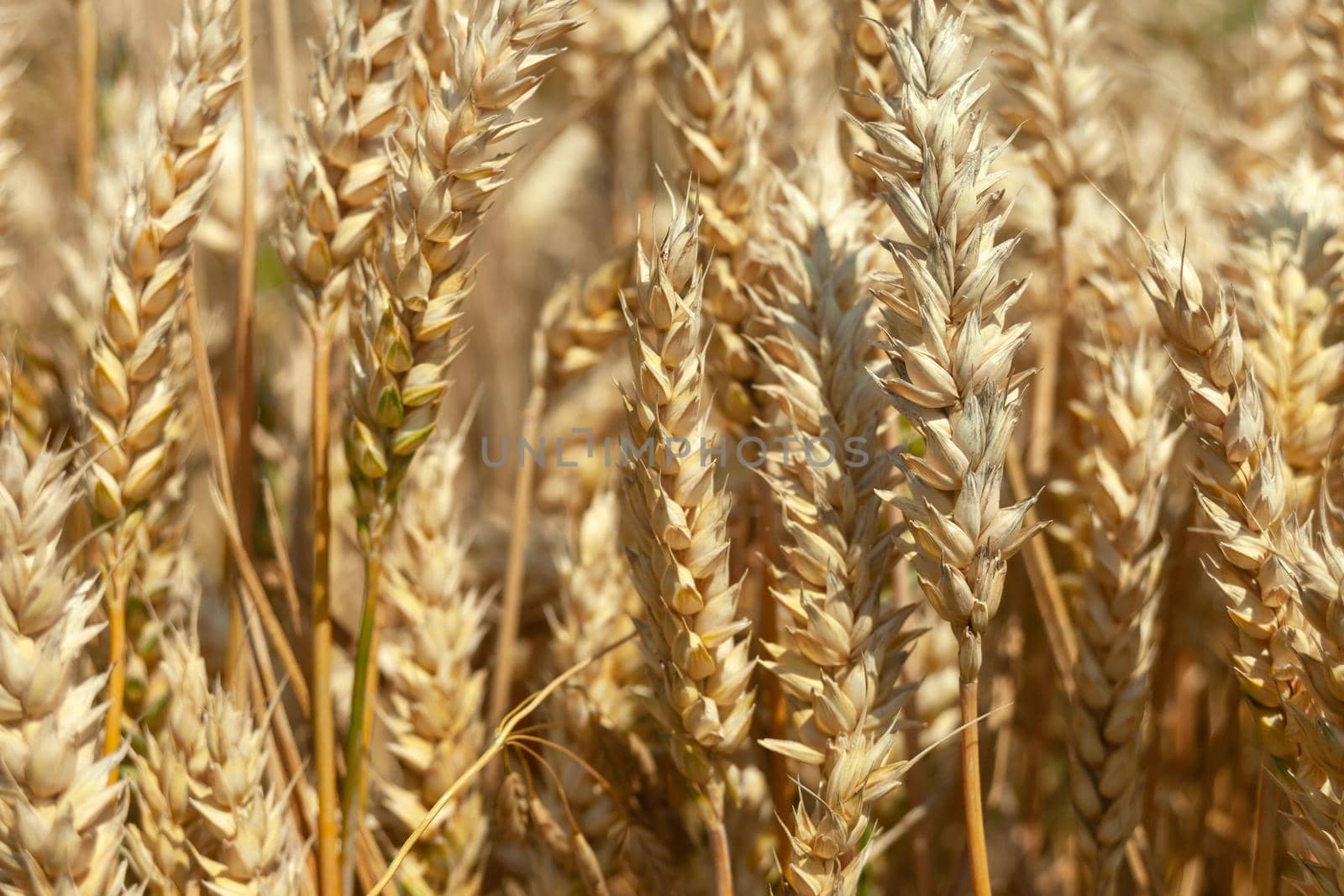 Close-up wheat ears on a sunny summer day