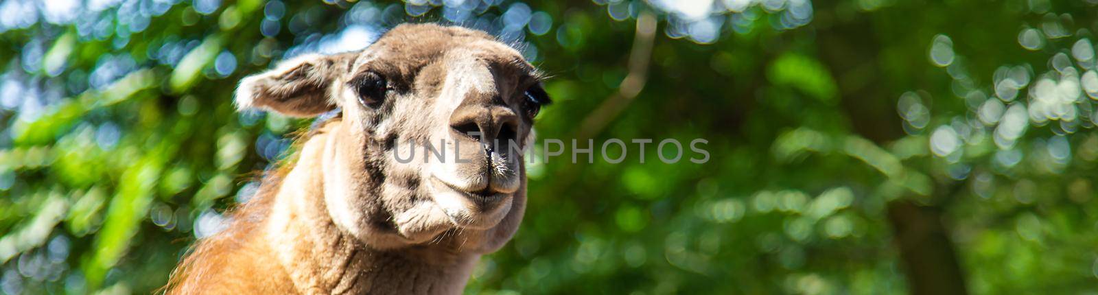 Big llama in the zoo. Selective focus. animal.