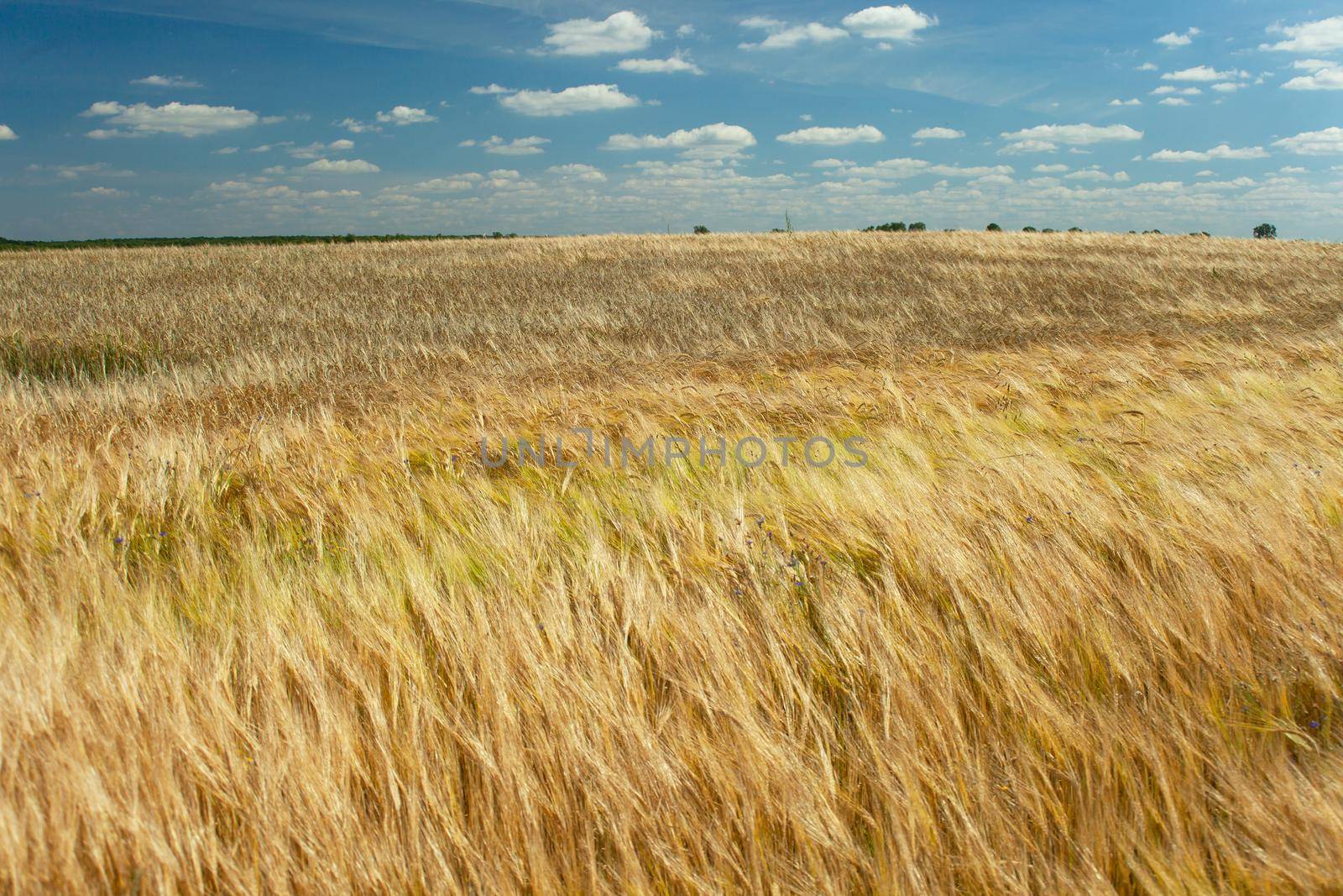 Barley field and small white clouds against the blue sky, sunny summer rural view