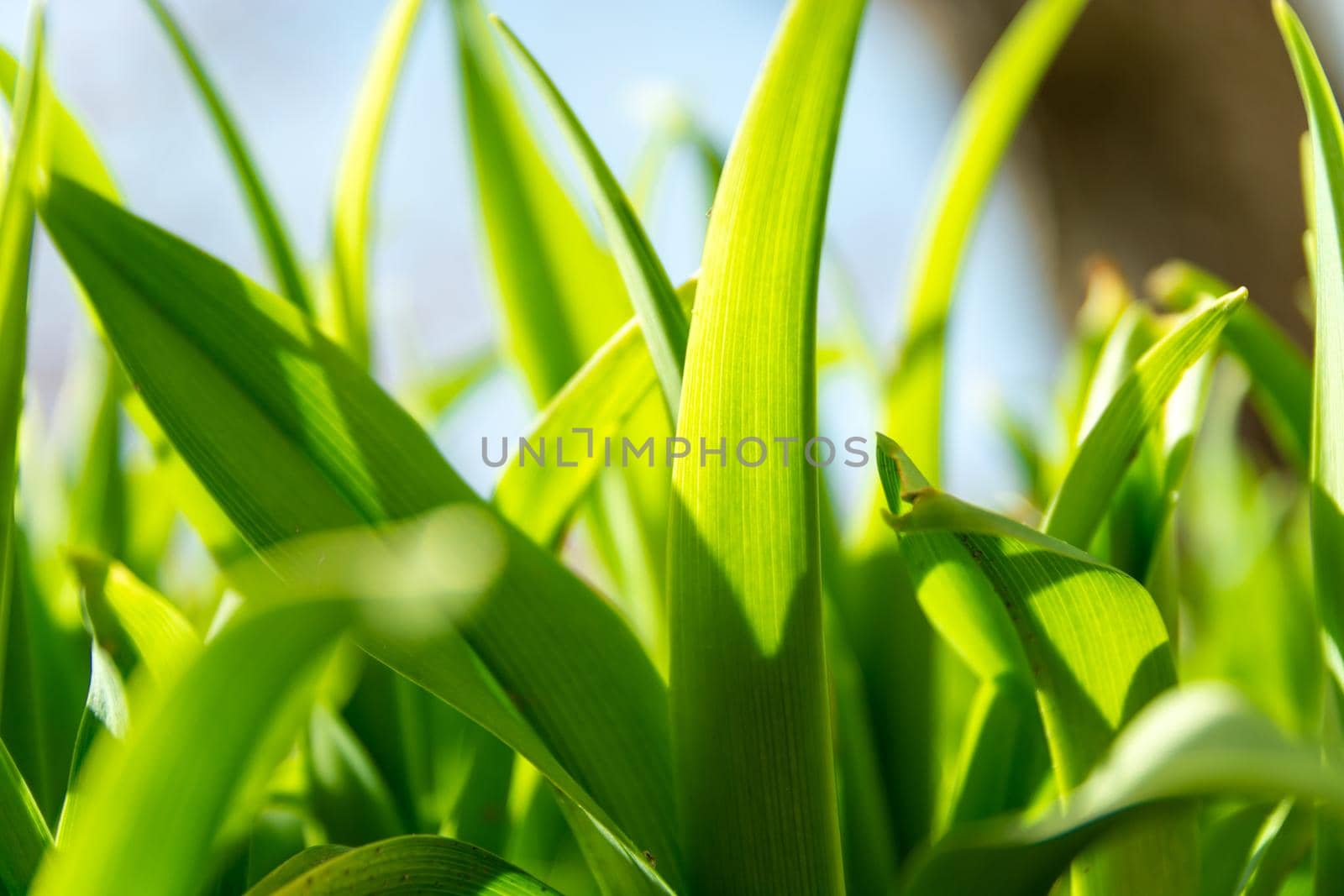 Green grass leaves close-up, low perspective, spring view