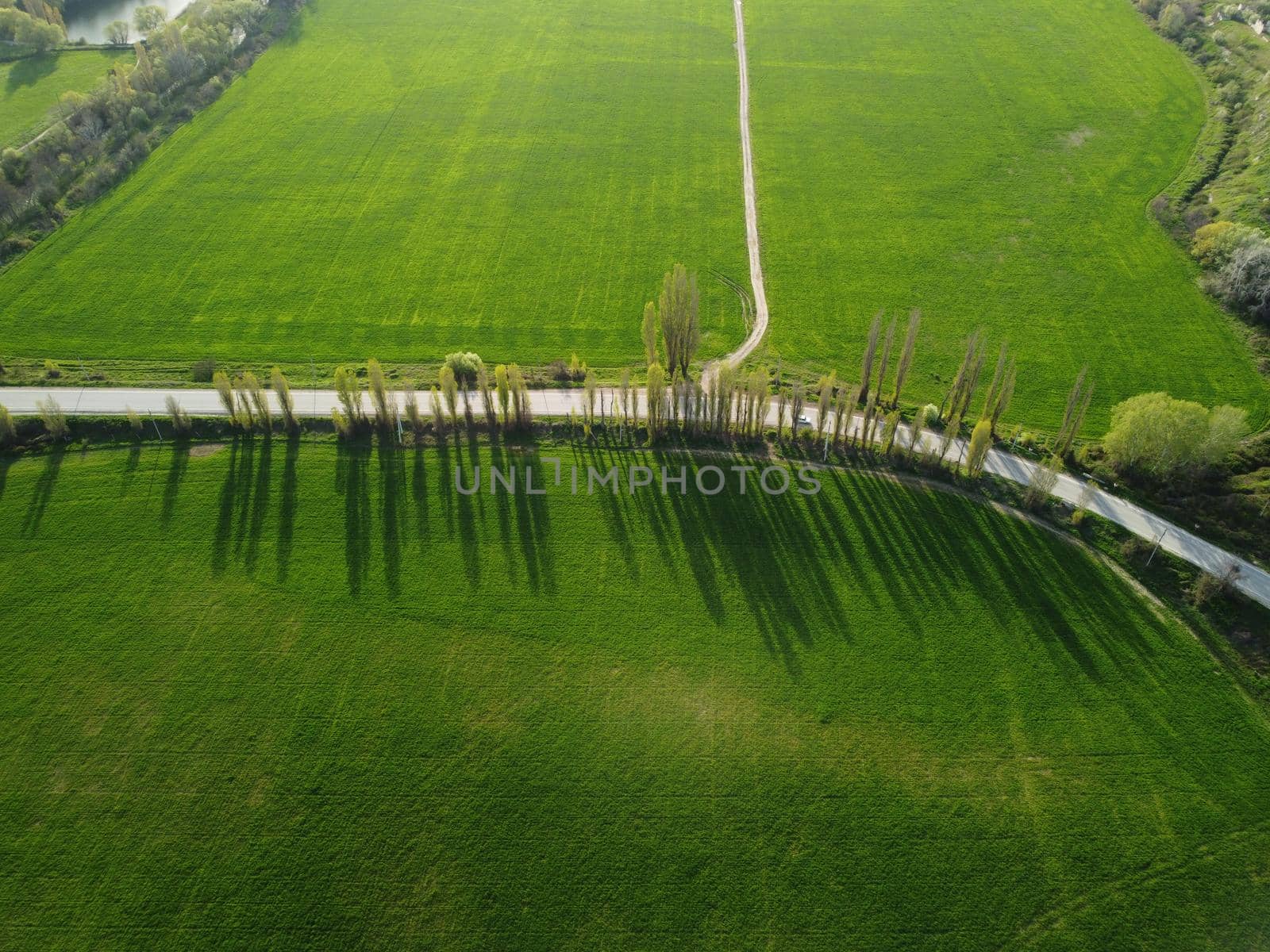 Green wheat field in countryside, close up. Field of wheat blowing in the wind at sunny spring day. Young and green Spikelets. Ears of barley crop in nature. Agronomy, industry and food production