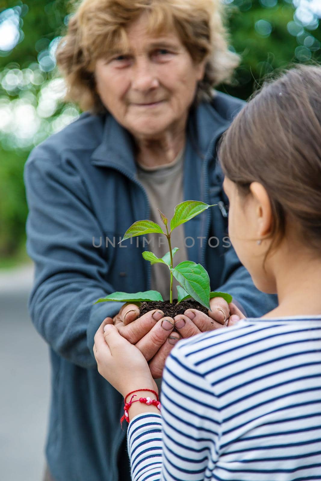 The child and grandmother are planting a tree. Selective focus. Kid.