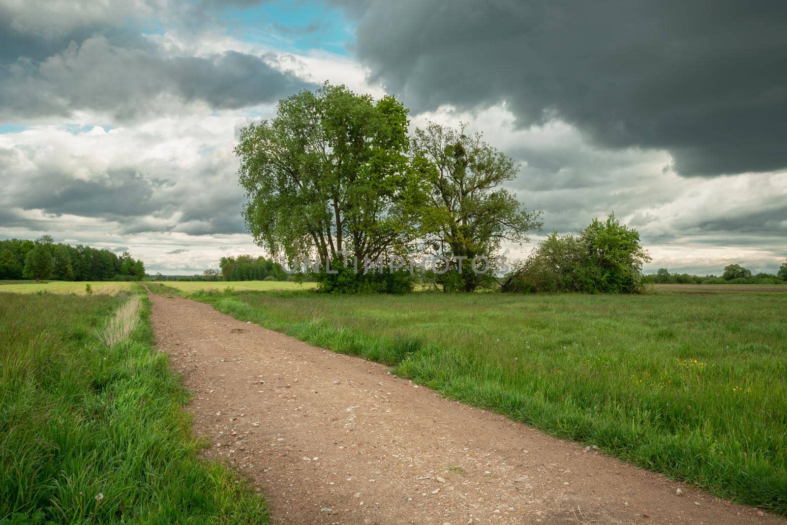 Dirt road between meadows with trees and cloudy sky, spring day