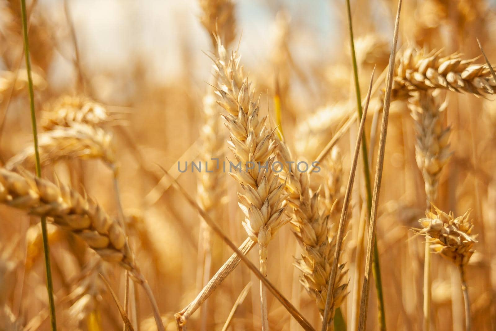 Close-up golden ears of wheat, sunny summer day view
