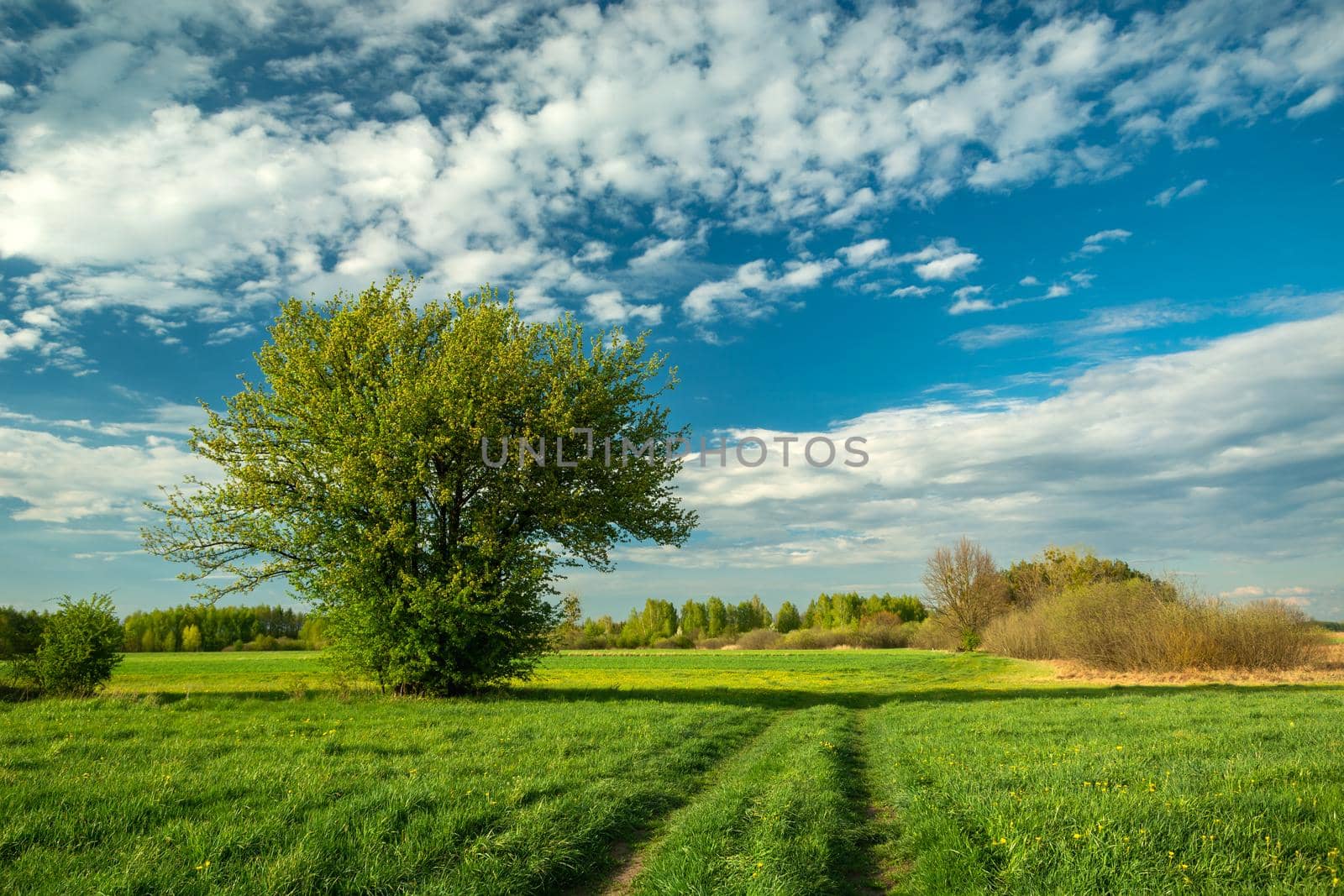 Single bush on a green meadow and white clouds on the sky, spring day