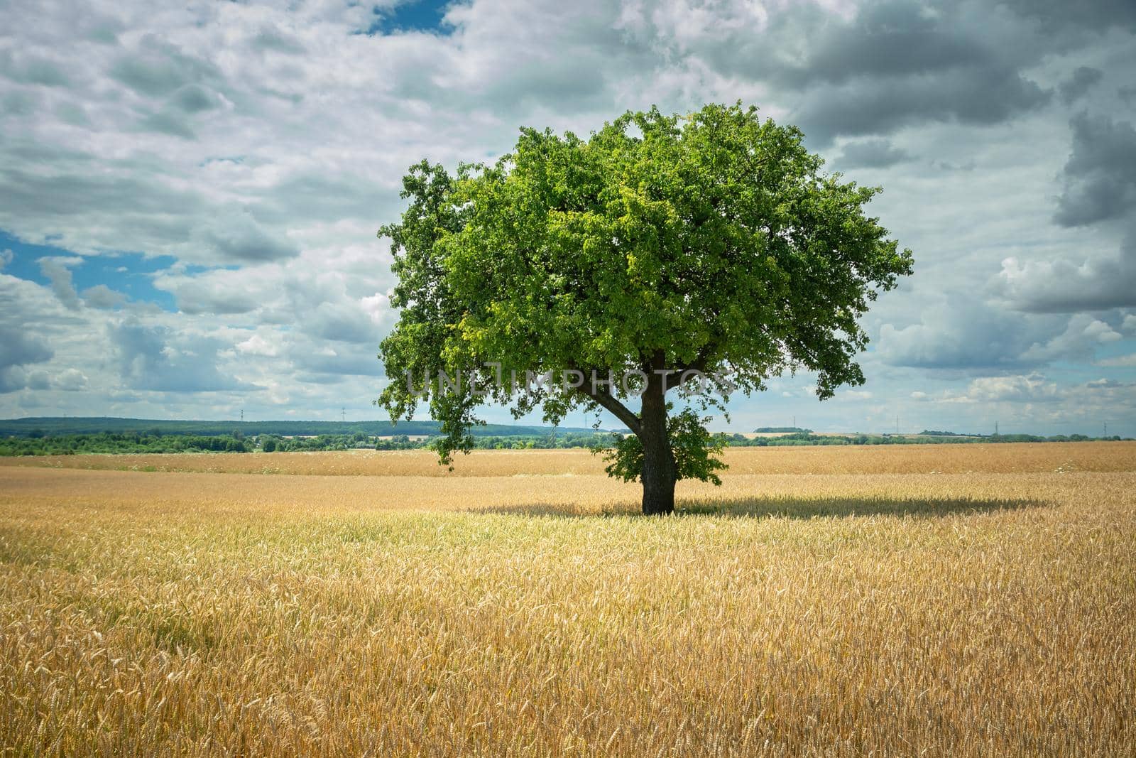 Green tree growing in a grain field and clouds in the sky, summer rural view
