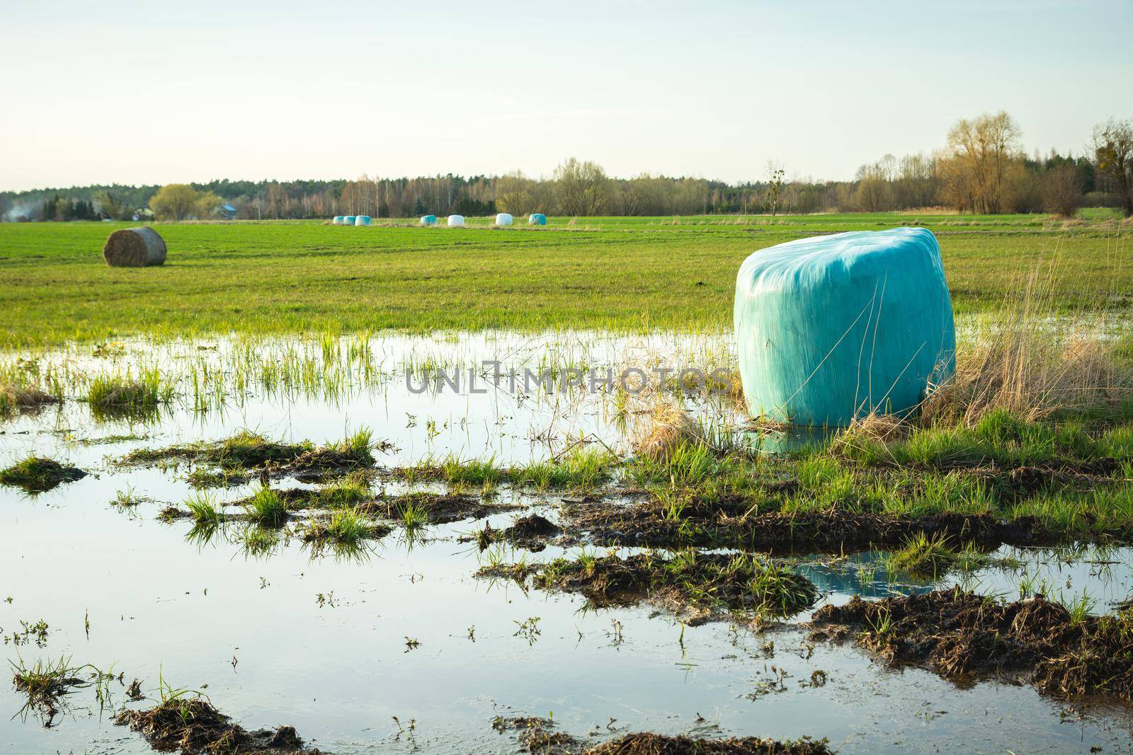 A silage bale lying in a meadow in the water, spring rural day