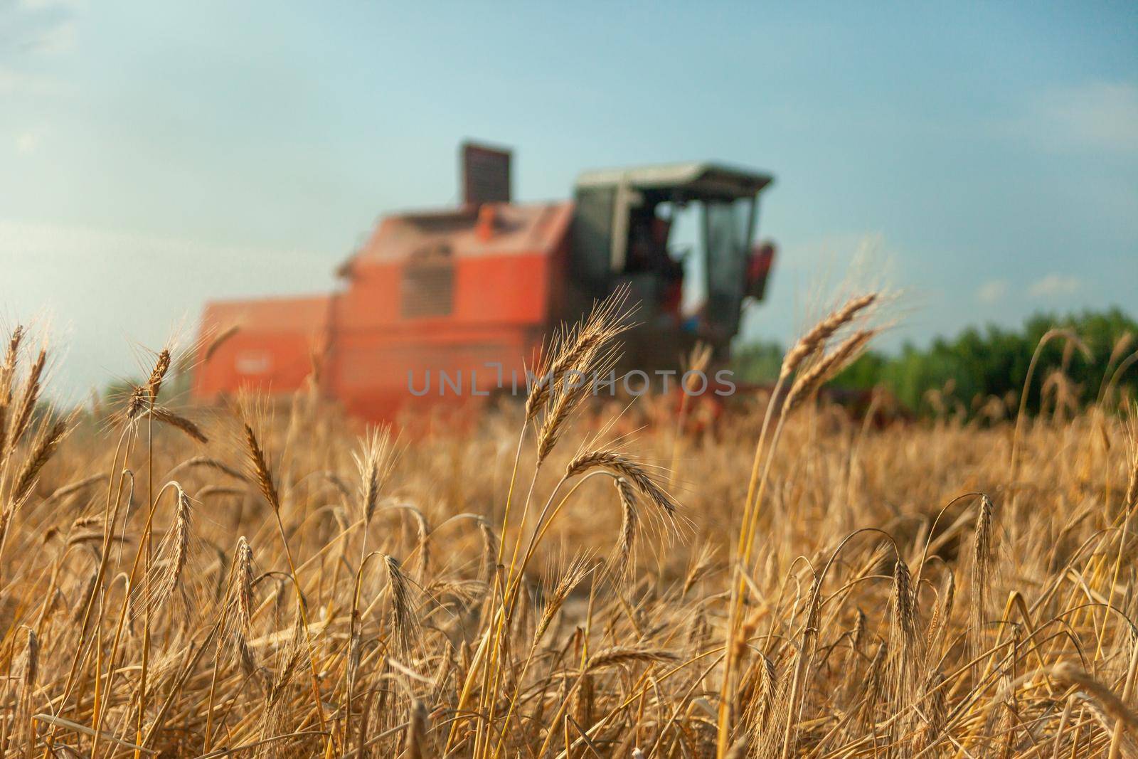 Field with grain and combine harvester in the background, summer rural view