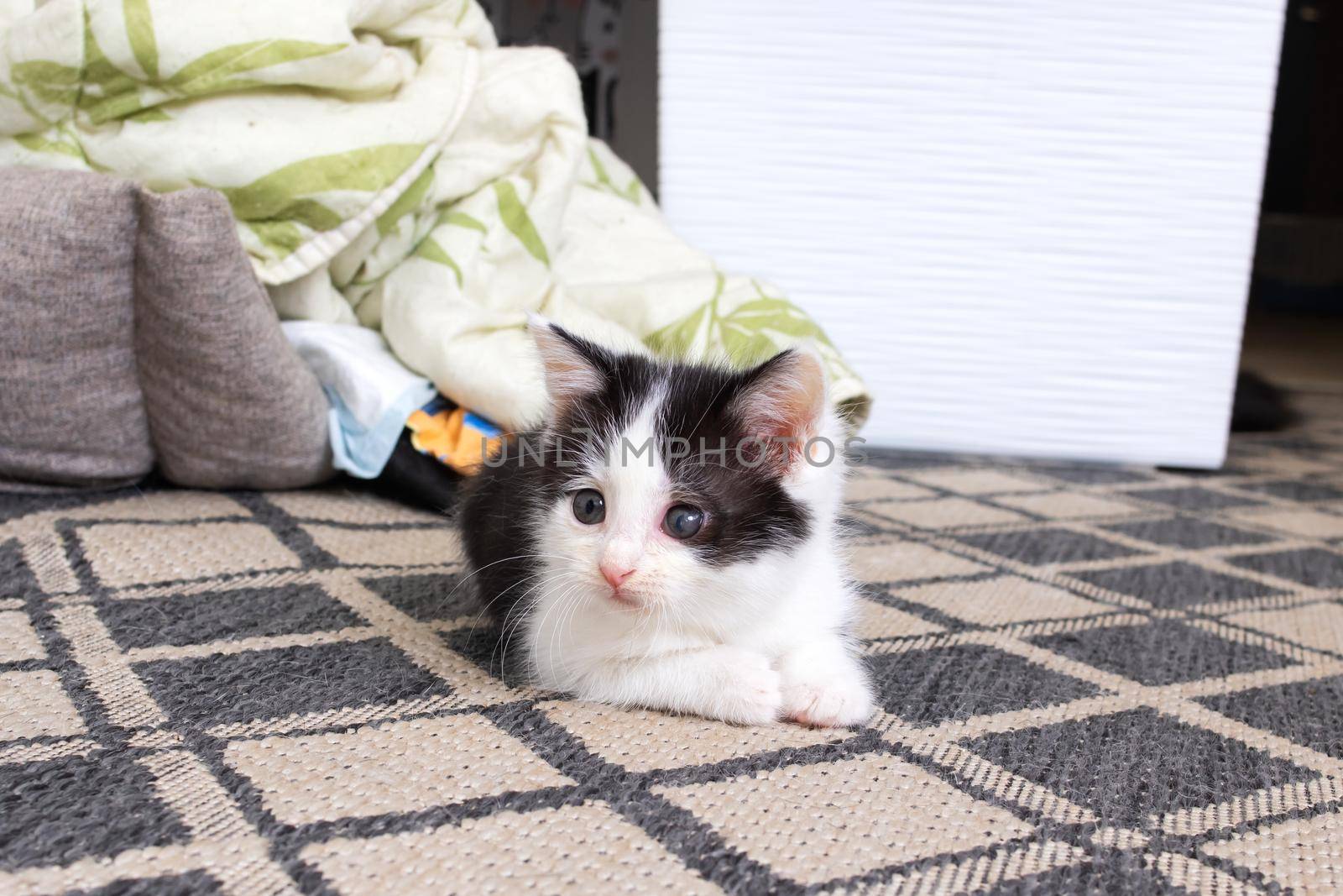 A small black and white kitten sits on the floor close up