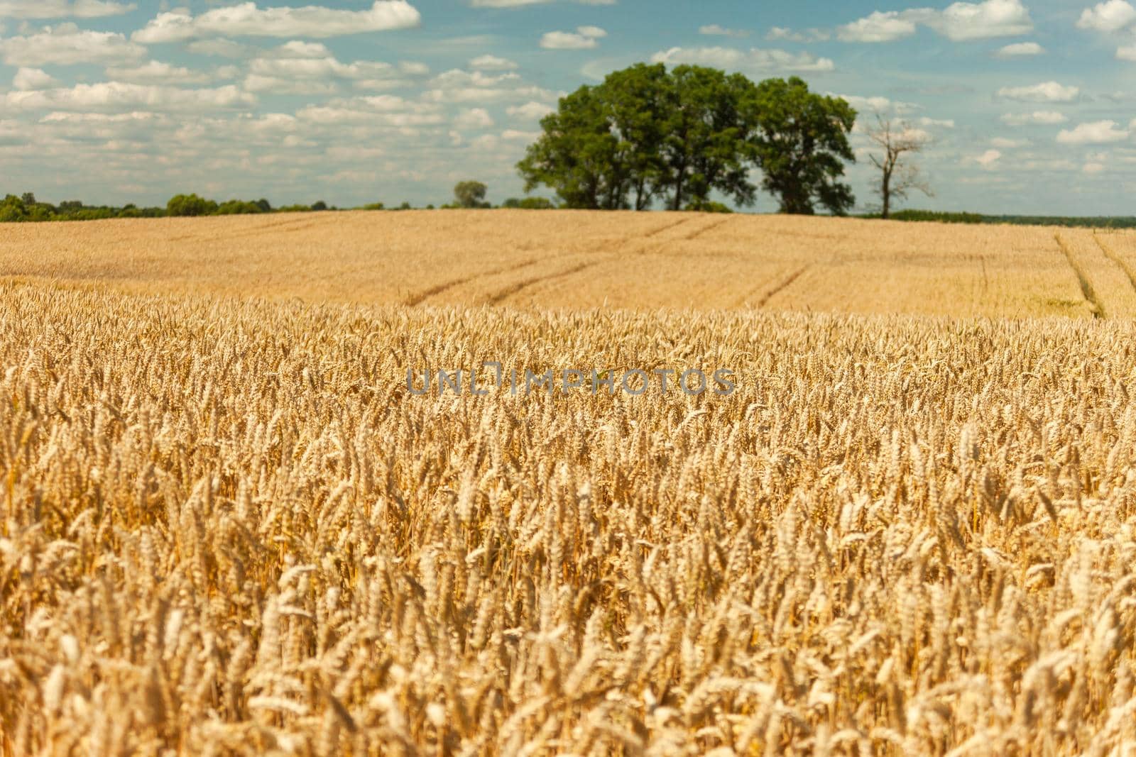 Big trees behind a huge wheat field, summer rural view