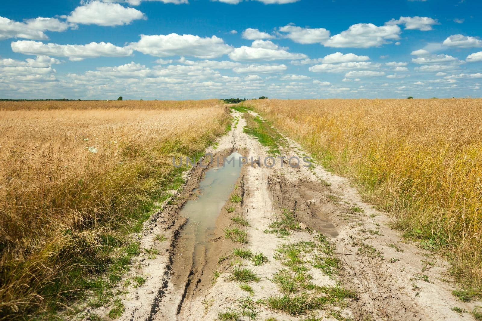 Puddle on dirt road through grain field and white clouds at sky, summer rural view