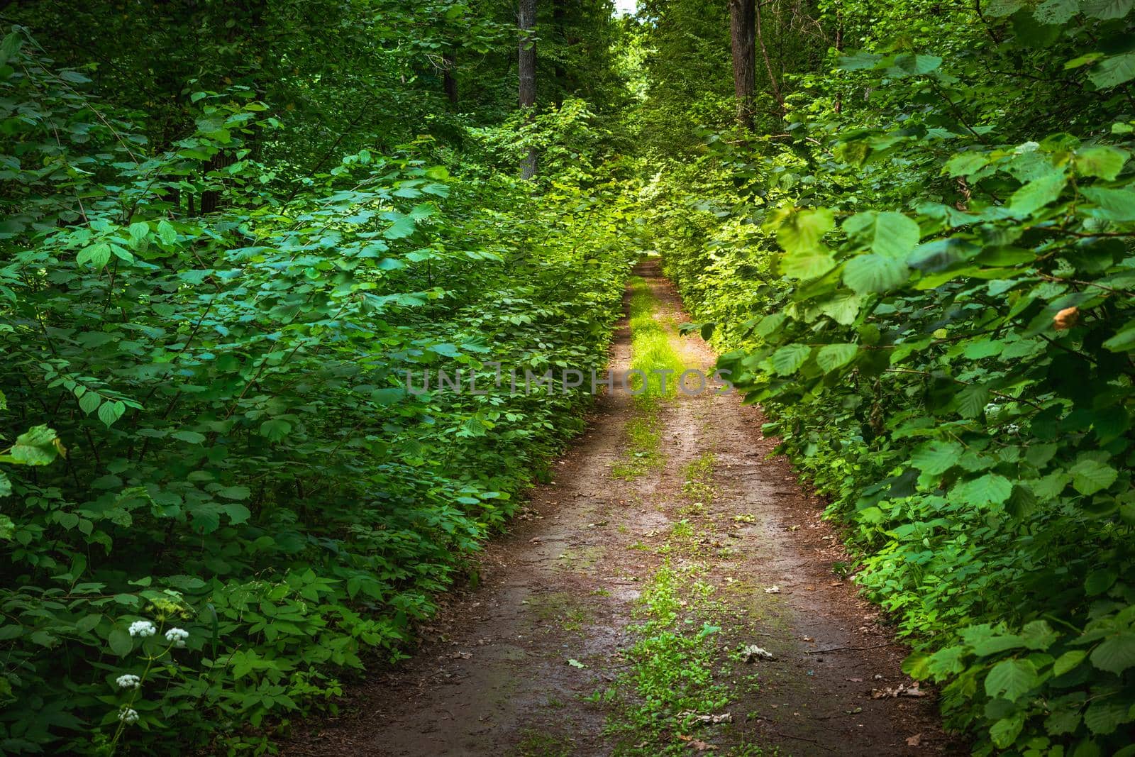 Dirt road in a thick green deciduous forest