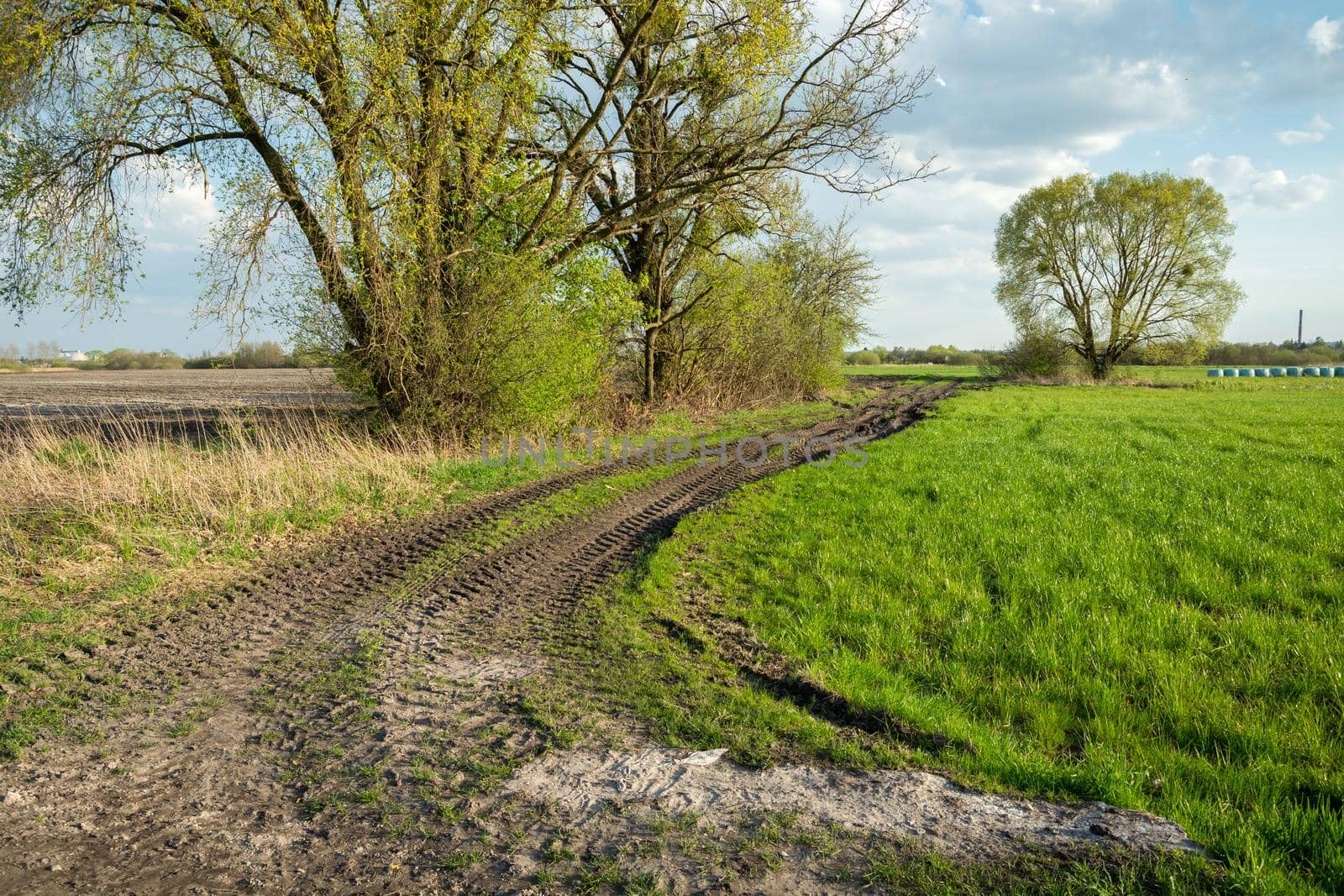 Dirt road and trees next to a green meadow, spring day
