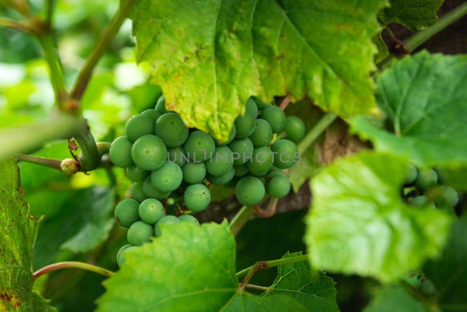 A bunch of green grapes in the leaves, close up