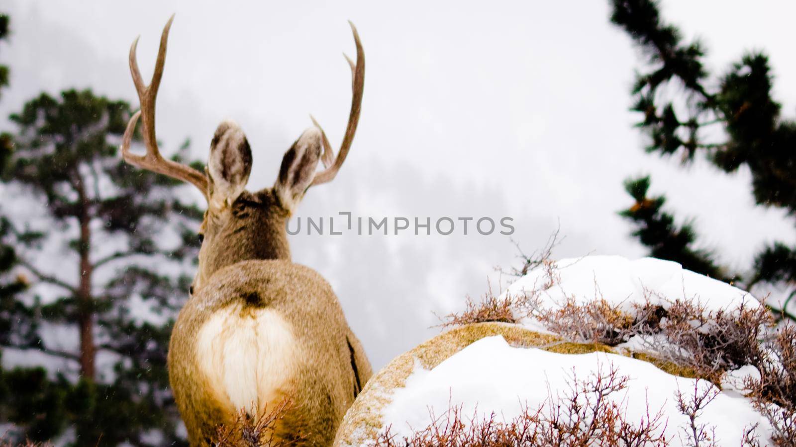 Deer by arinahabich
