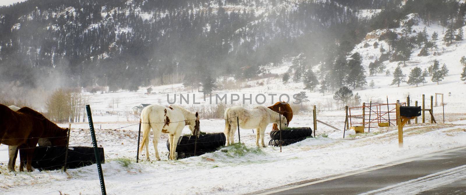 Horses on the ranch.