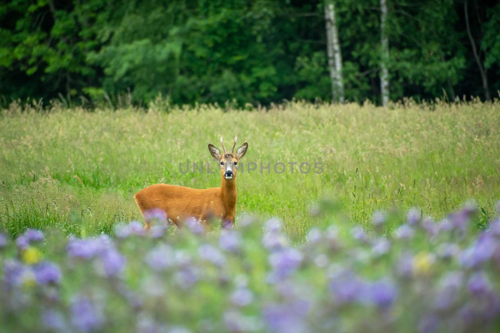Single male roe deer standing in the meadow, summer view