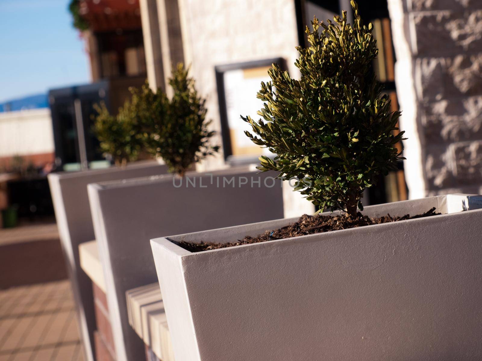Planters at the mall