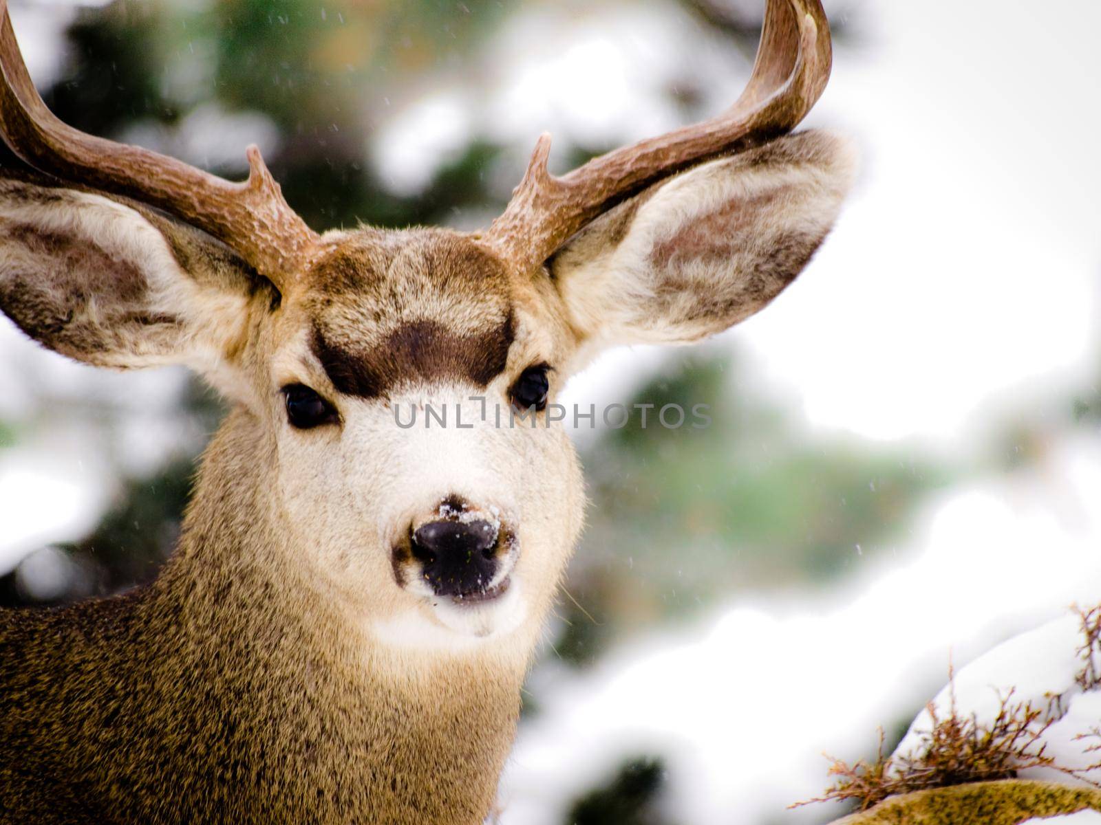 Mule deer.