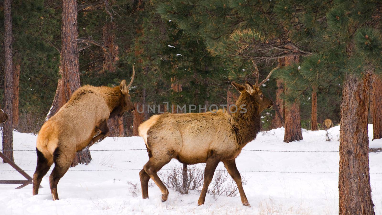 Elk in the wild.