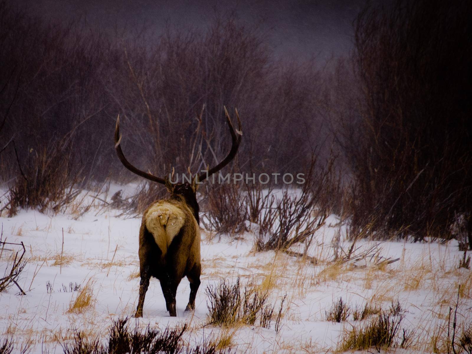 Buck Elk by arinahabich