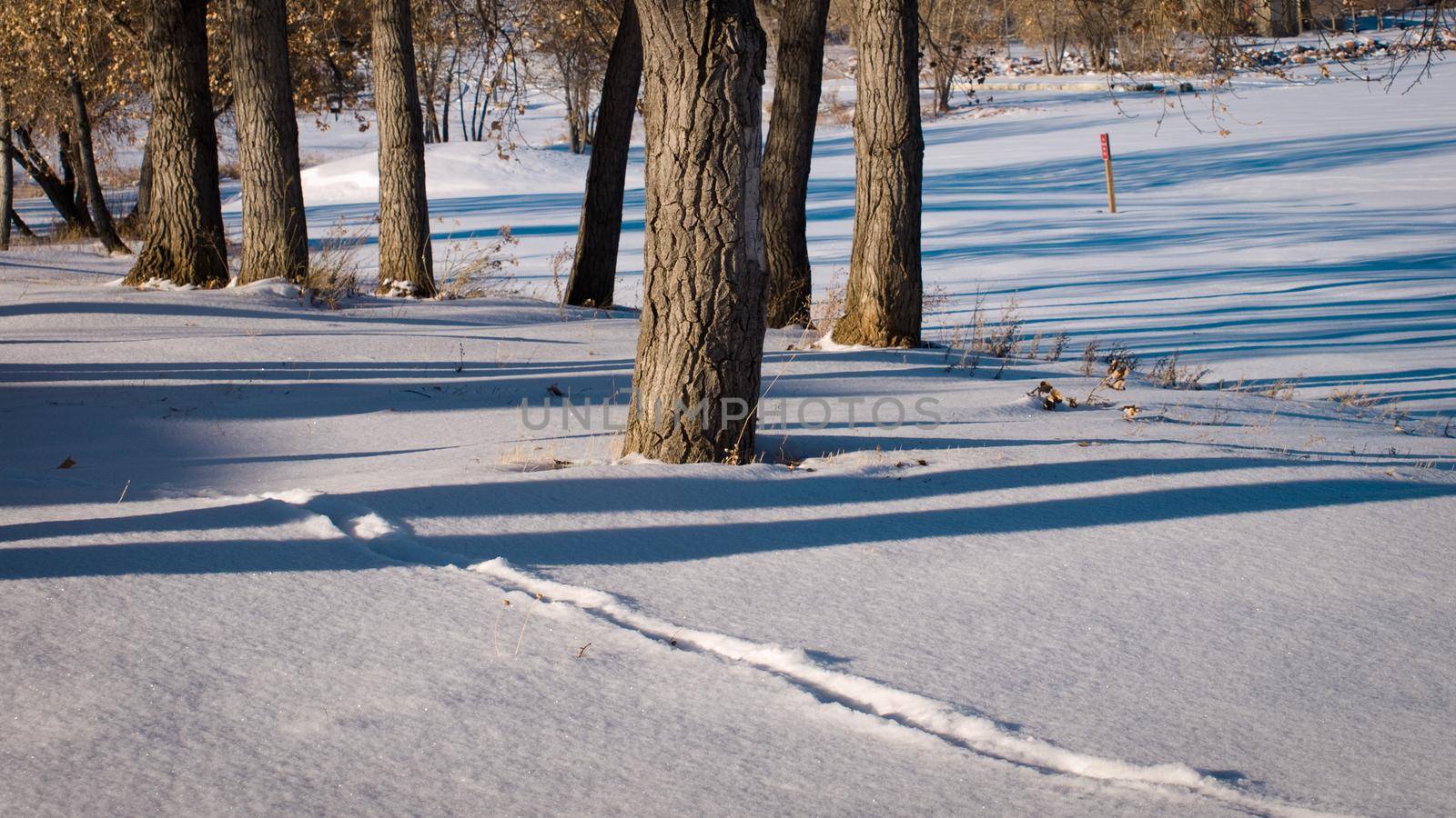 Fresh snow by arinahabich