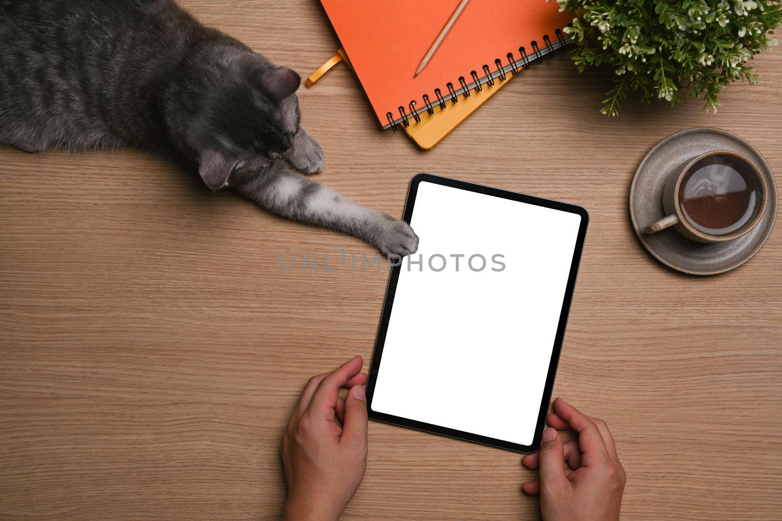 Overhead view man using digital tablet on wooden desk with his cute cat.