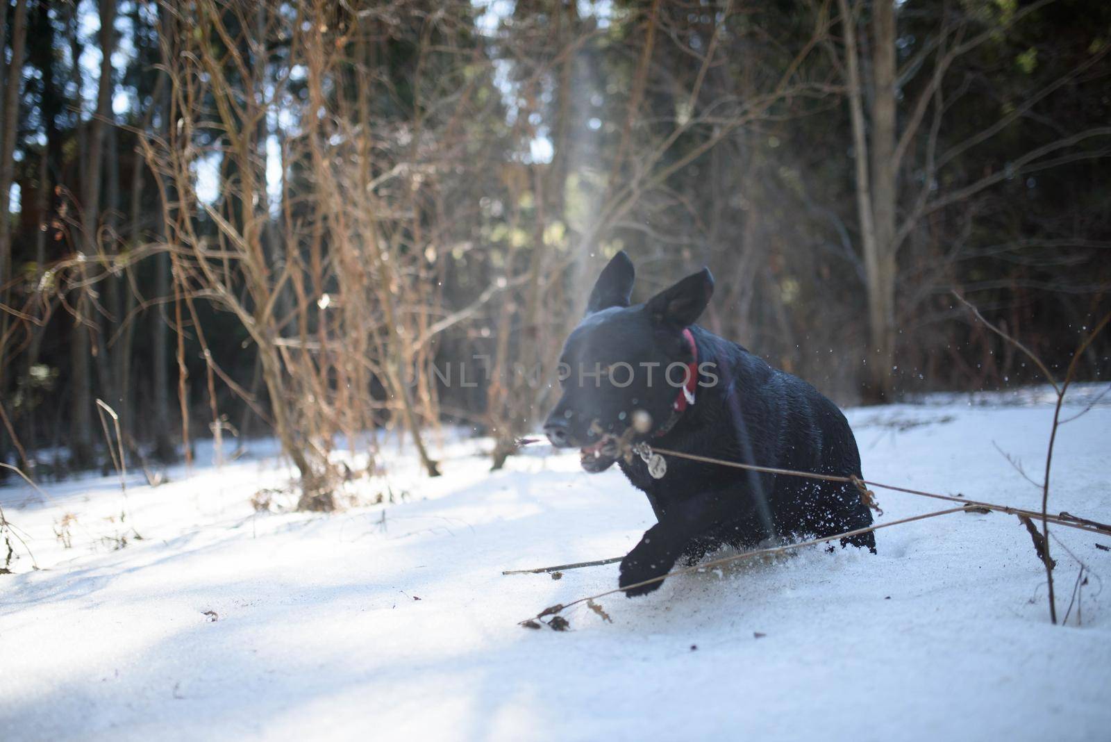 Playful black labrador retriever puppy running through the snow in beautiful white snowy winter nature.