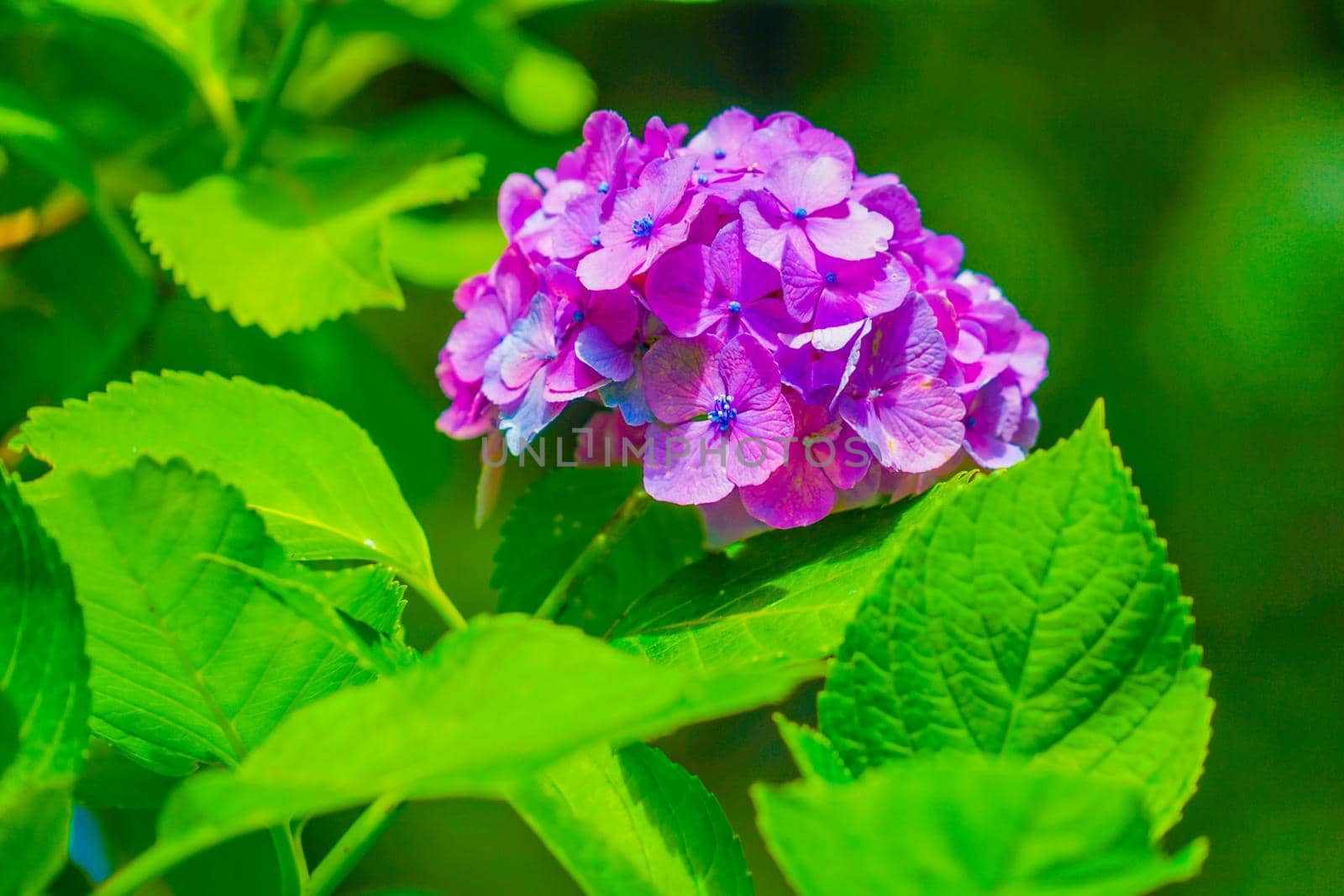 Hydrangea image in June. Shooting Location: Kamakura City, Kanagawa Prefecture