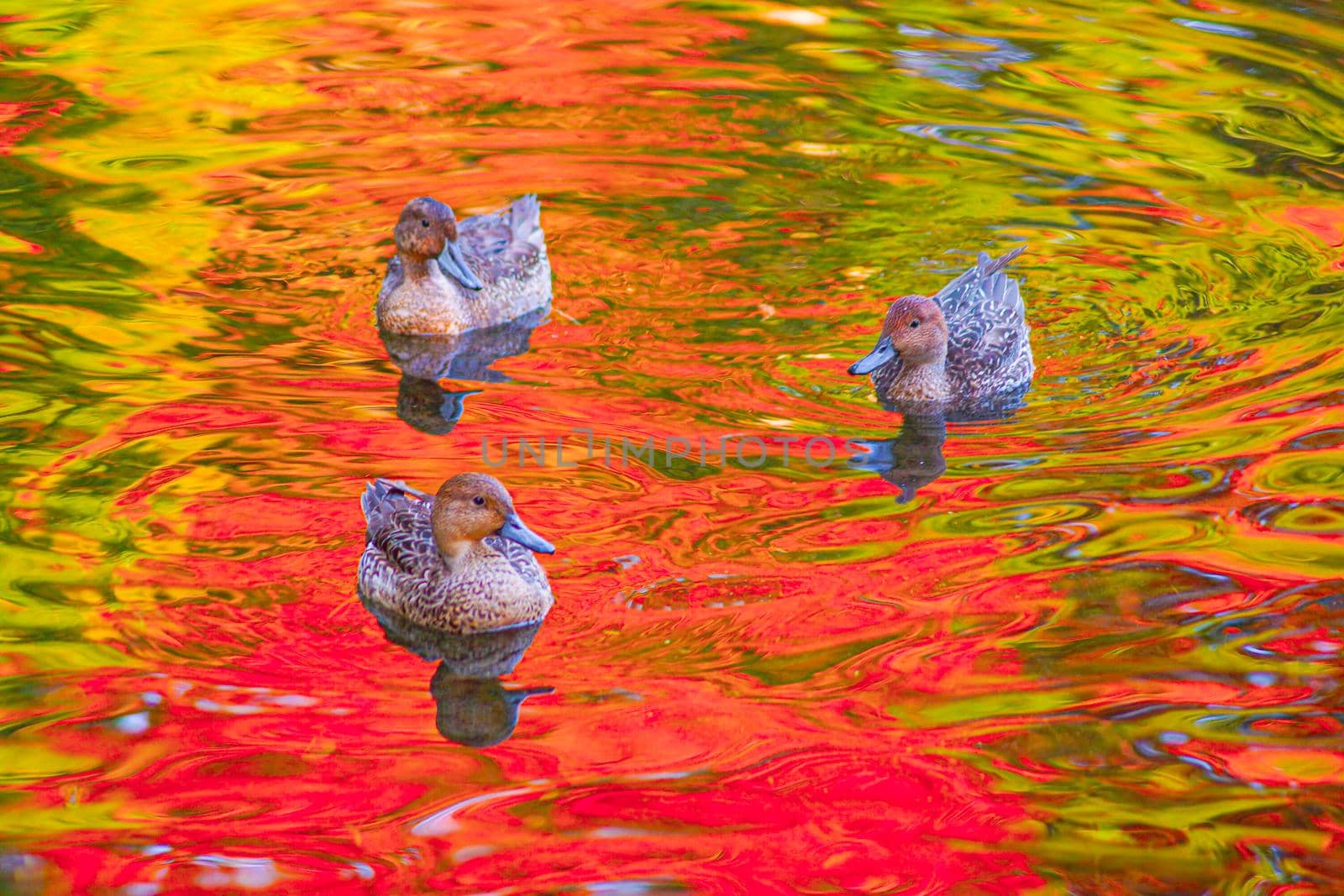 A pond where duck and autumn leaves appear. Shooting Location: Tokyo metropolitan area