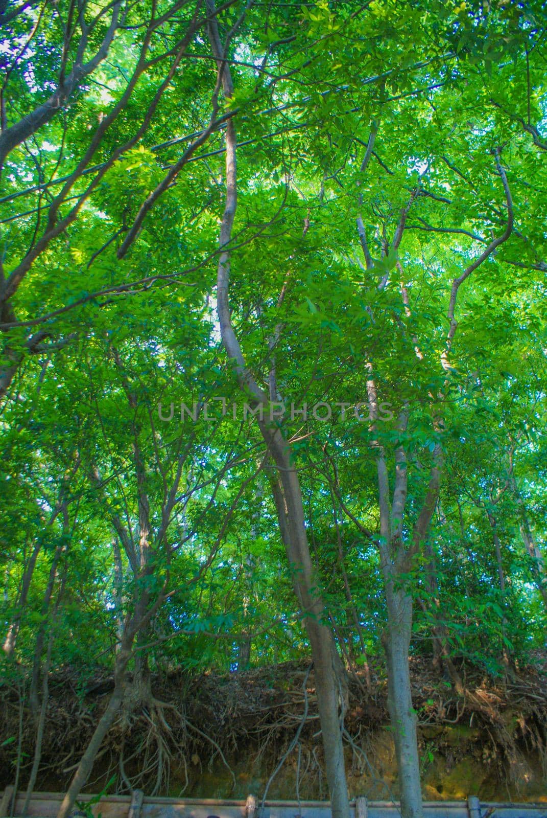 Nogawa (Chofu City) wrapped in fresh green. Shooting Location: Tokyo Chofu City