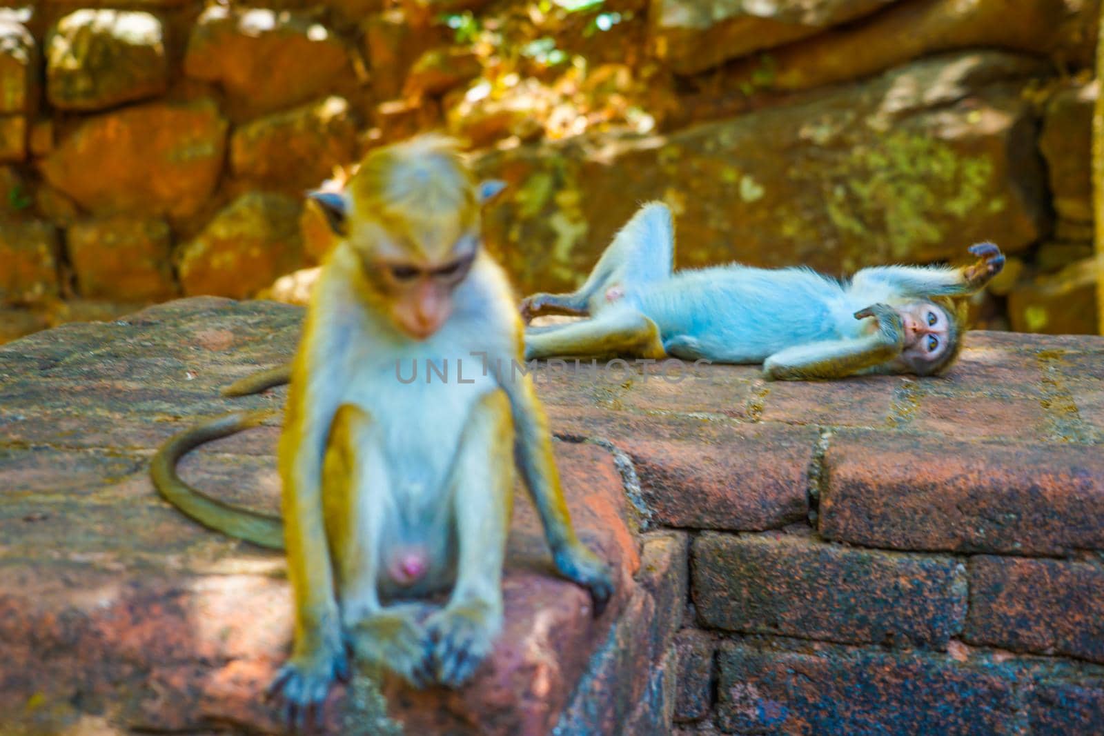 Monkey (Sri Lanka Sea Giriya Rock). Shooting Location: Sri Lanka