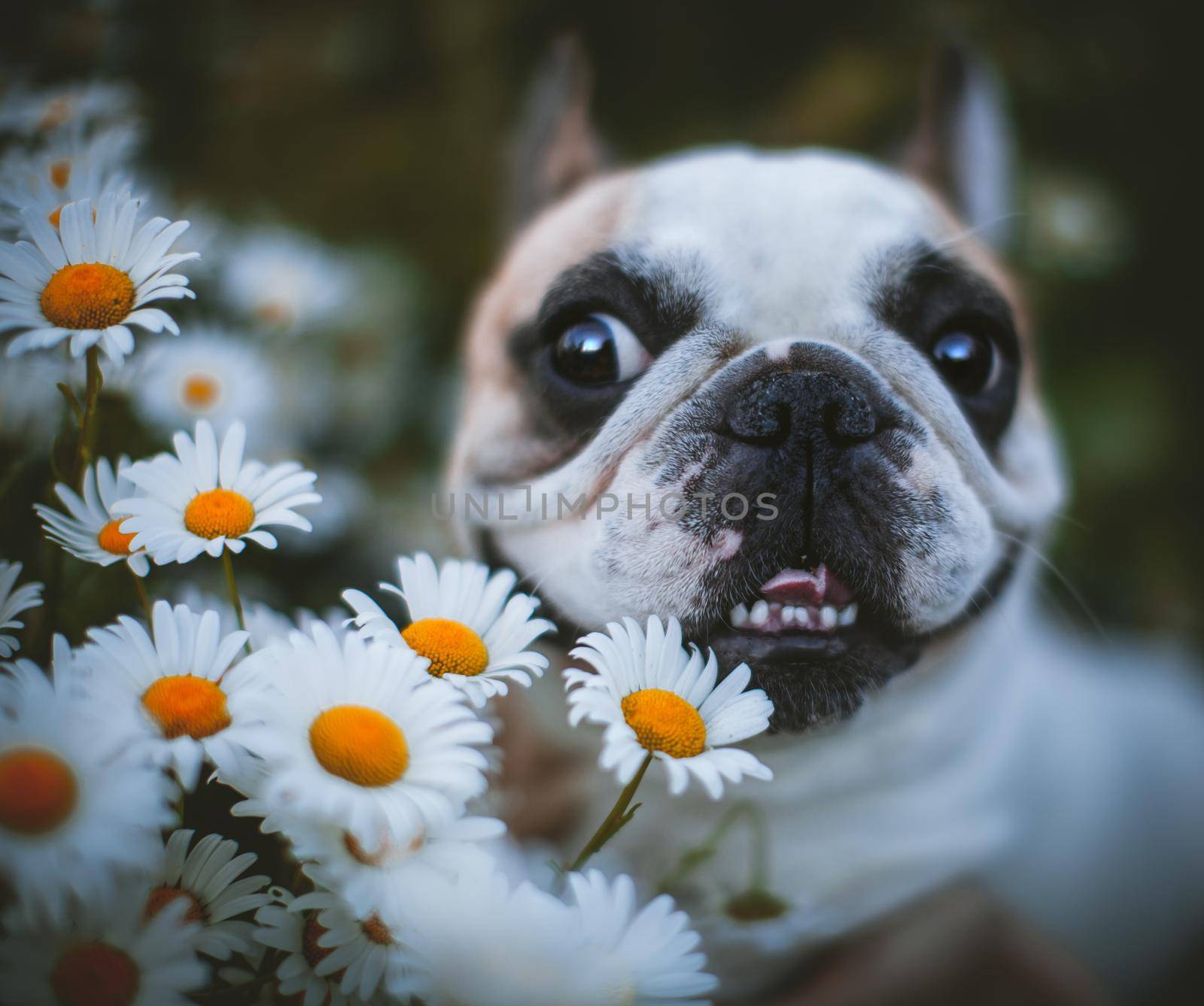 Amazing white French bulldog with spots sits in a meadow surrounded by white chamomile flowers