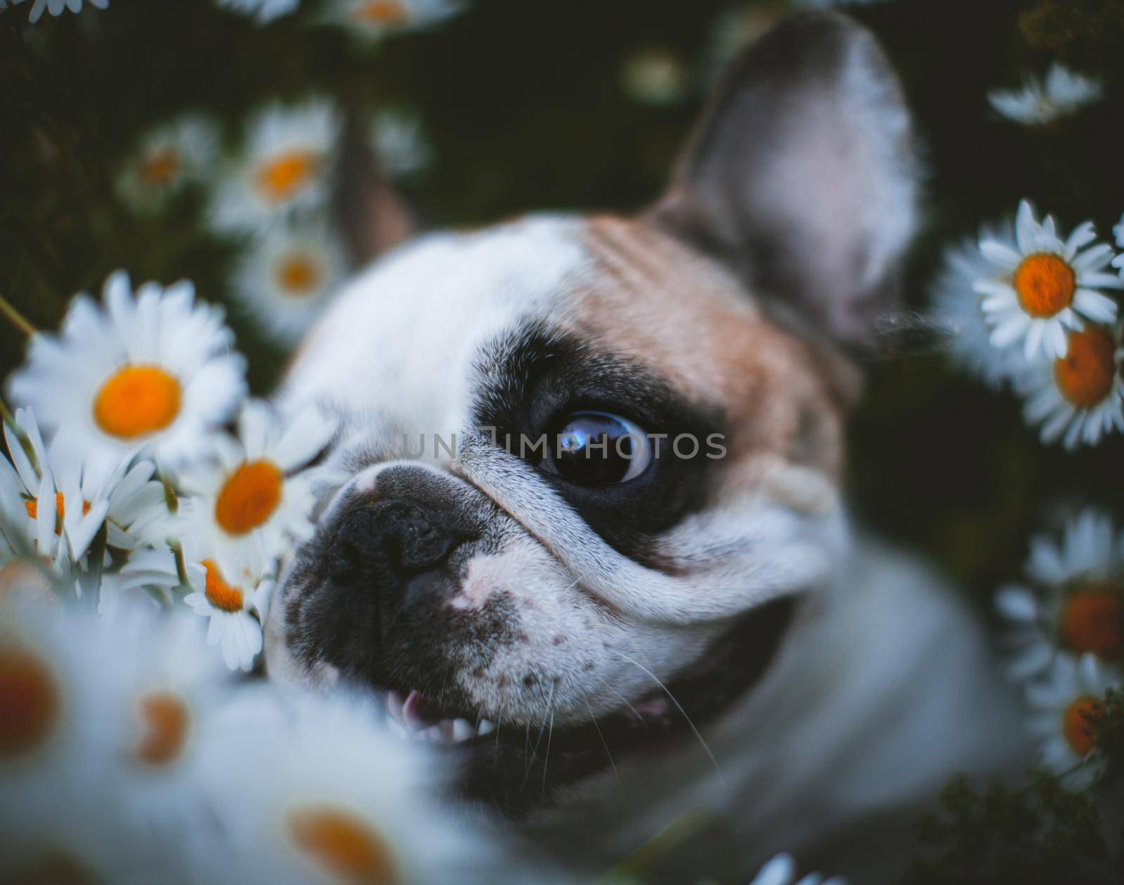 Amazing white French bulldog with spots sits in a meadow surrounded by white chamomile flowers