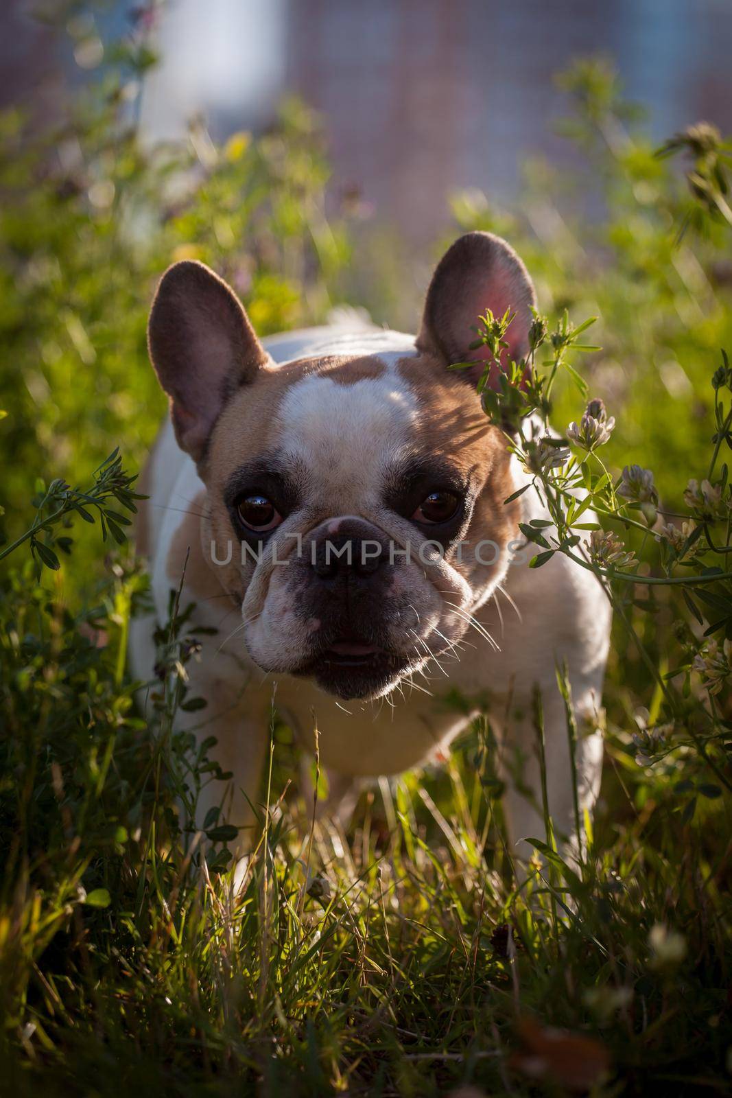 French bulldog in a meadow on a sunny summer clear day by RosaJay
