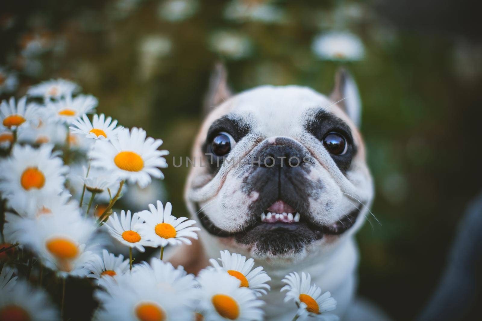 Spotted French bulldog sits in a meadow surrounded by white chamomile flowers by RosaJay