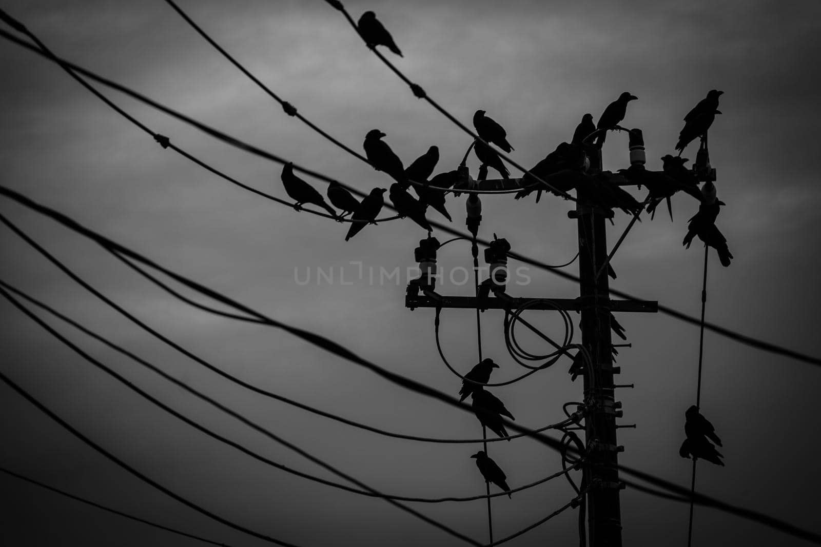 Silhouette of the swallow and pole. Shooting Location: Kamakura City, Kanagawa Prefecture