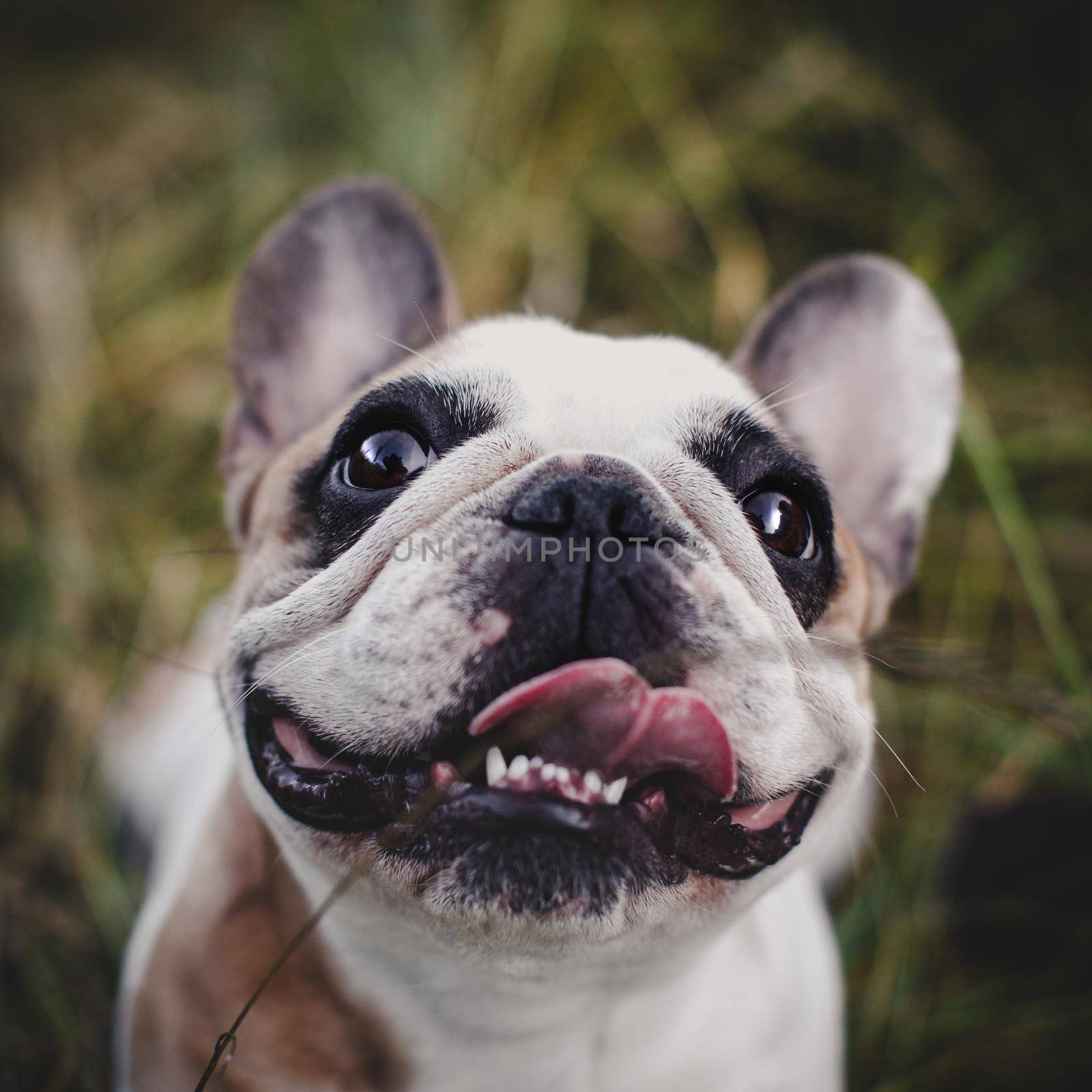 Amazing white French bulldog with spots in a meadow on a sunny summer clear day