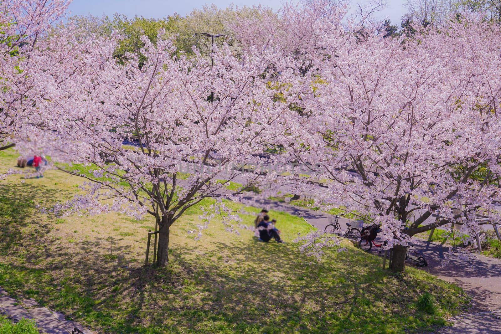 Cherry blossoms in Masanishi Rinkai Park in full bloom. Shooting Location: Tokyo metropolitan area