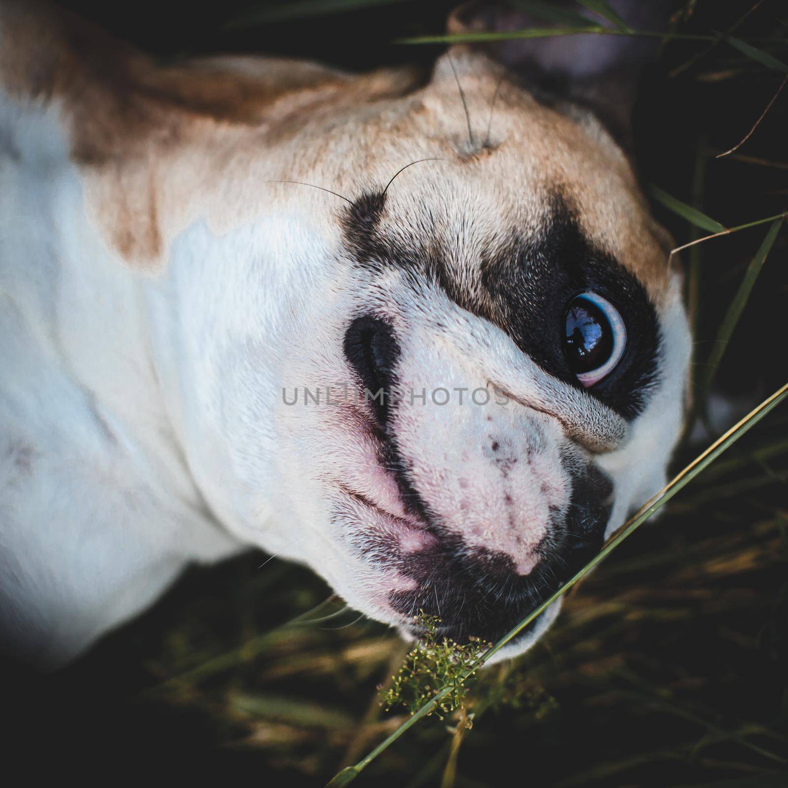 French bulldog in a meadow on a sunny summer clear day by RosaJay